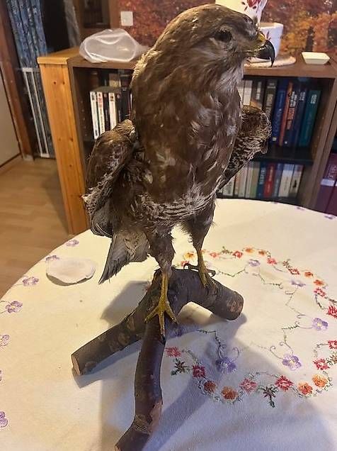 Welt der Tiere: Buse variable – Gebraucht aus Chézard-St-Martin von Famille.Richard 2