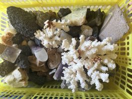 Mineralien und Korallen Konvolut in Korb guter Zustand