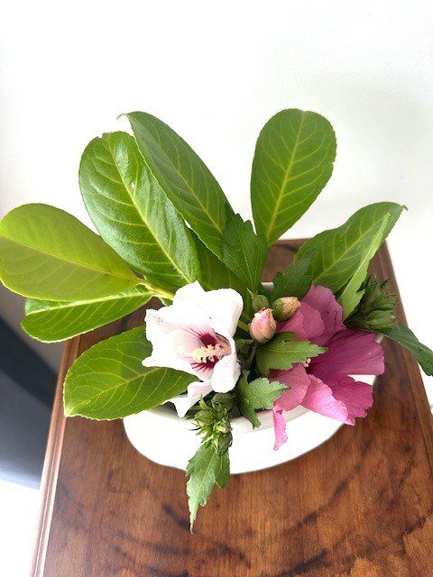Pots de fleurs: bEpfLanZte SauCieRe – Neuf avec emballage d'origine à Winkel par zeho 1