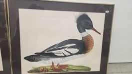 1Bild Ente Mergus serrator Seevogel  Vintage  Rahmen Messin