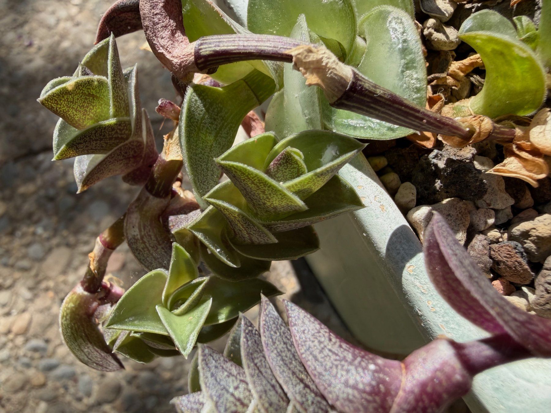 Plantes & graines: Callisia - Tradescantia navicularis – Neuf (Voir description) à Winterthur par Aniger 1