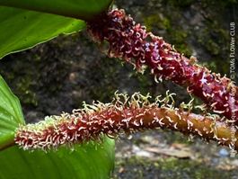 Philodendron Squamiferum mit auffälligen roten Haar-Petiolen