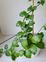 Hoya Kanyakumariana
