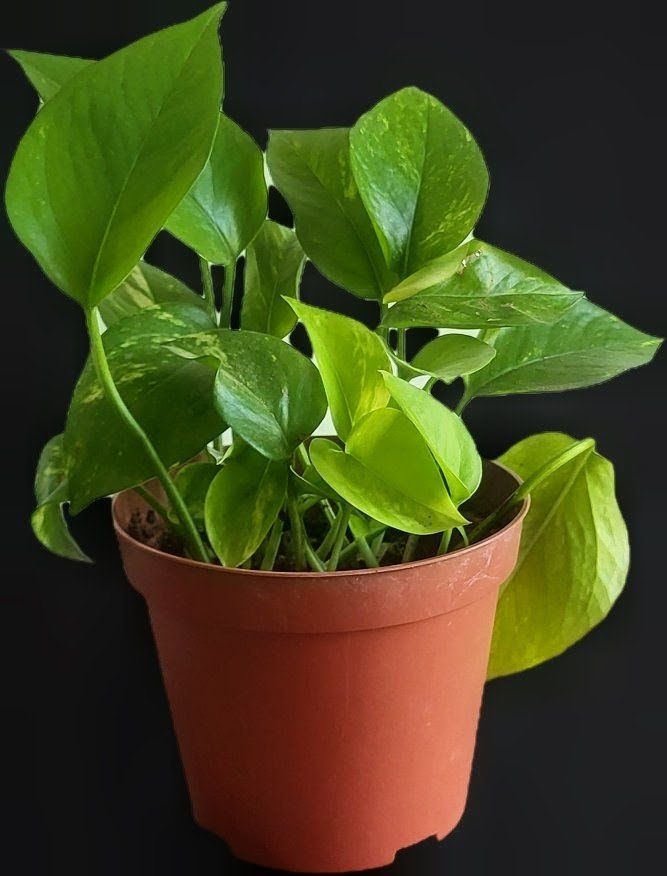 Piante & sementi: Golden Pothos (Epipremnum aureum) MEDIUM – Usato da Pregassona venduto da maslud