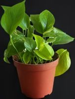 Golden Pothos (Epipremnum aureum) MEDIUM