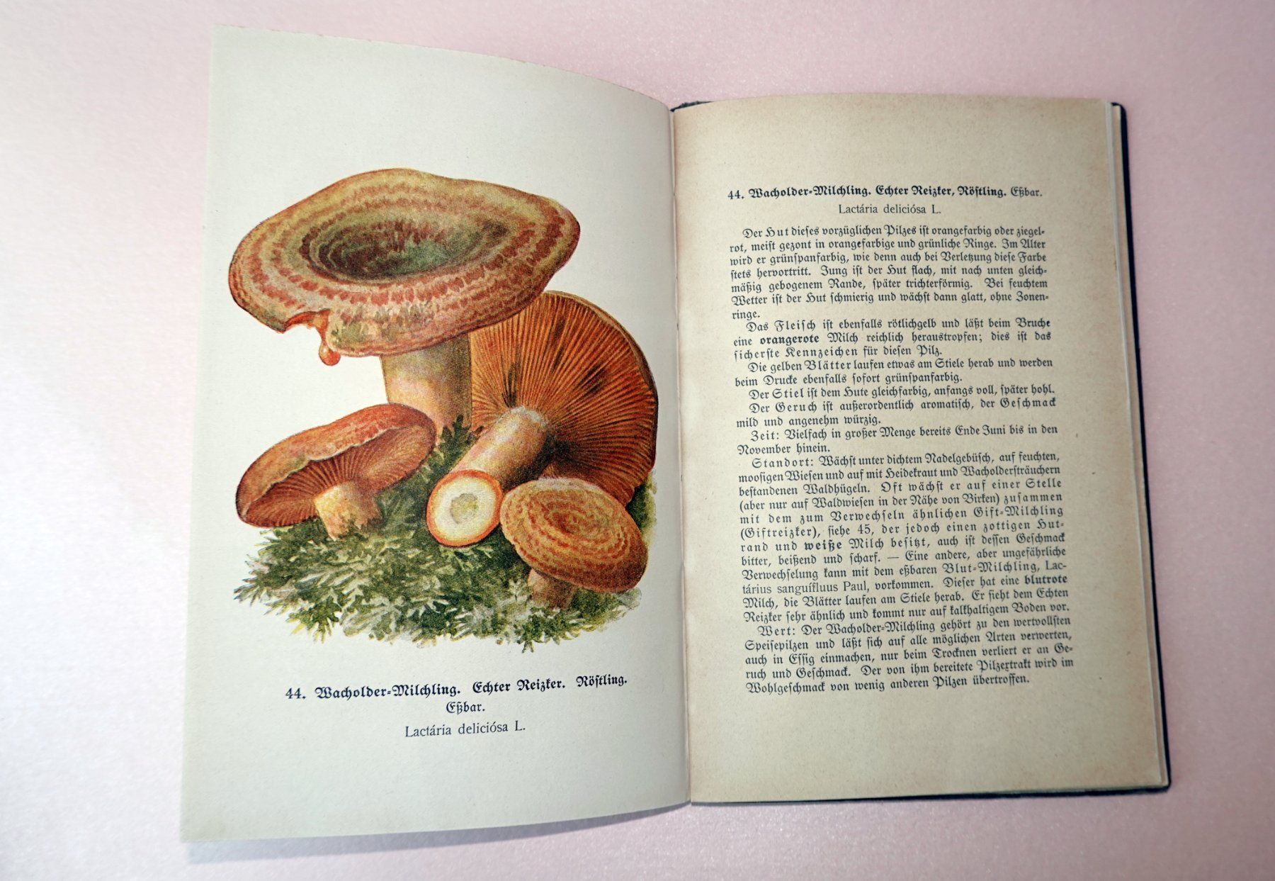 Livres: Pilzbuch von 1918 – D'occasion à Brunnen par brocundfloh 3