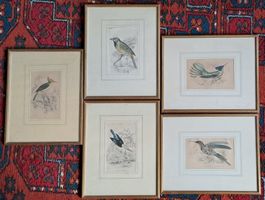 Vogelbilder - 5 antike Stiche