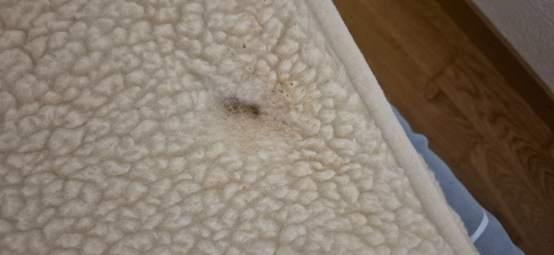 Coperte: Merino Volldecke – Nuovo (secondo la descrizione) da Rubigen venduto da Ditta02 2