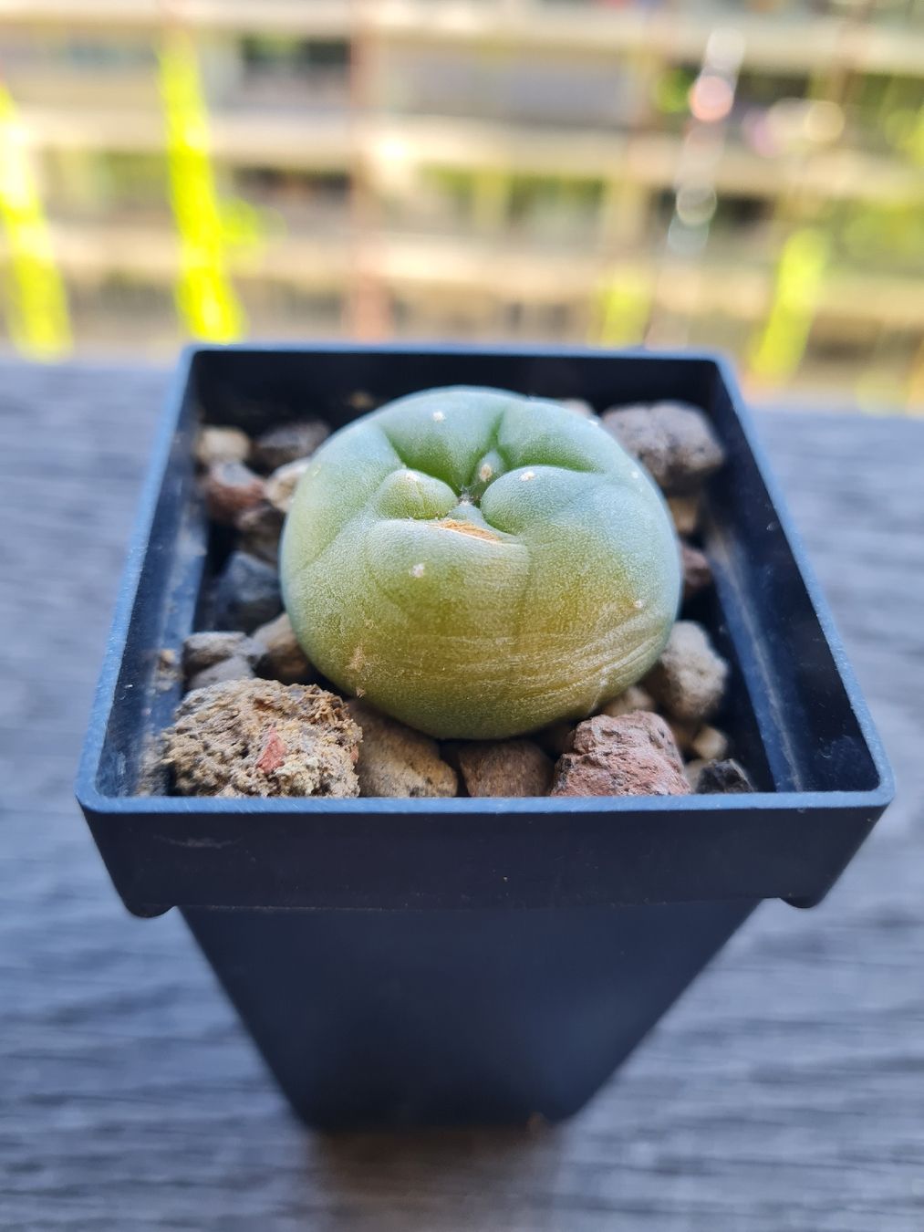 Piante & sementi: Lophophora Diffusa Panaschiert – Usato da Basel venduto da fra_h7bq