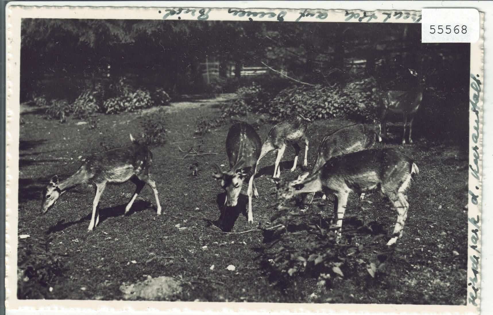 Ansichtskarten: Tierpark – Gebraucht aus Ettingen von Kartenplanet