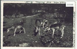 Tierpark