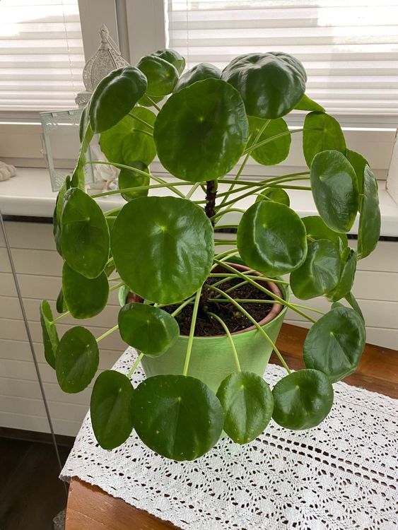 chinesischer Geldbaum (Pilea) Kaufen auf Ricardo