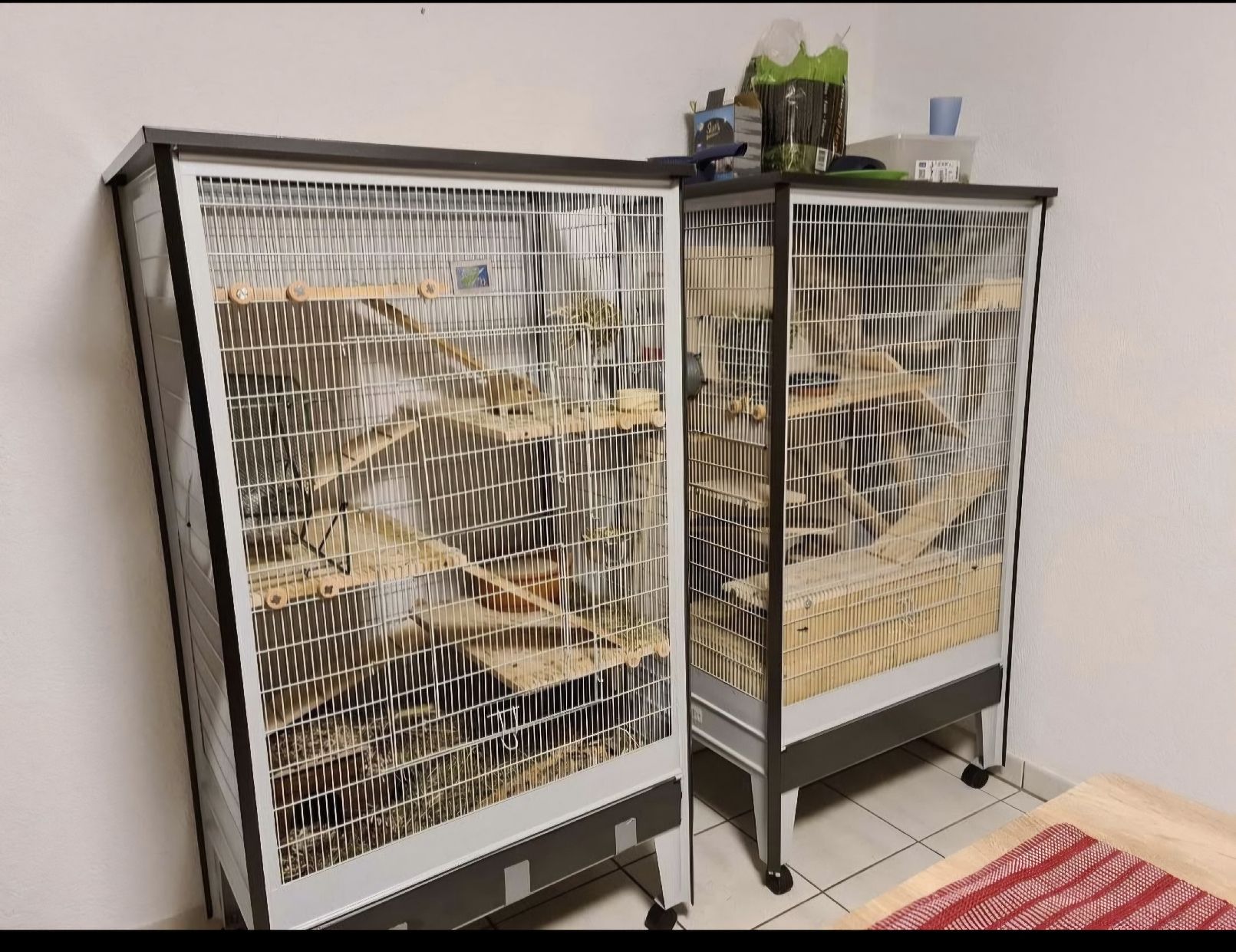 Gabbie, trasporto & Sicurezza: Cage rangueur ou oiseaux – Usato da Bösingen venduto da Romina221