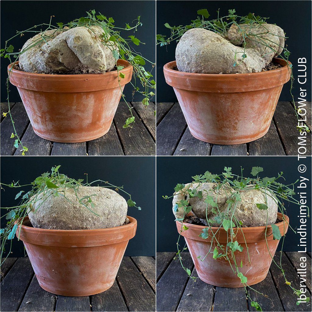 Plantes & graines: Ibervillea Lindheimeri - einfach nur einzigartig – Neuf avec emballage d'origine à Adliswil par astom369 9