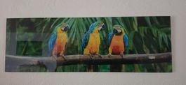 Wandbild Glasacryl Papageien Motiv Panorama Format