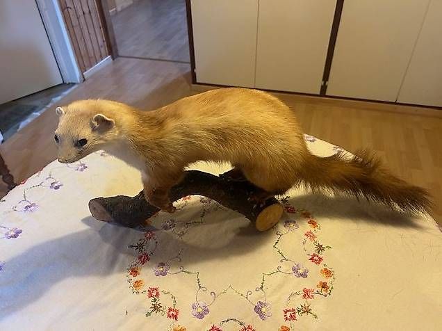 Welt der Tiere: Fouine naturalisée – Gebraucht aus Chézard-St-Martin von Famille.Richard