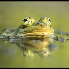Profile image of Breitmufrosch