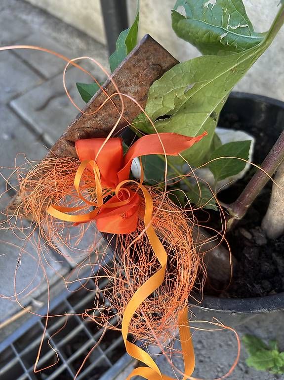 Plantes & graines: Physalis  – Neuf avec emballage d'origine à Frauenfeld par Irene.Schuppli 2