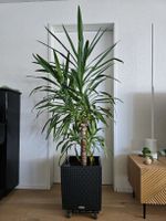 Yucca Palme, Zimmerpflanze mit Lechuzatopf, Höhe 1.90m
