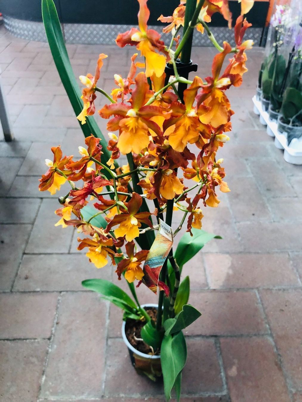 Piante & sementi: Seltene Orchidee XL 60-80 cm  CAMBRIA – Nuovo e nell'imballaggio originale da Rovio venduto da POSITIFFARTandPLANTS 9
