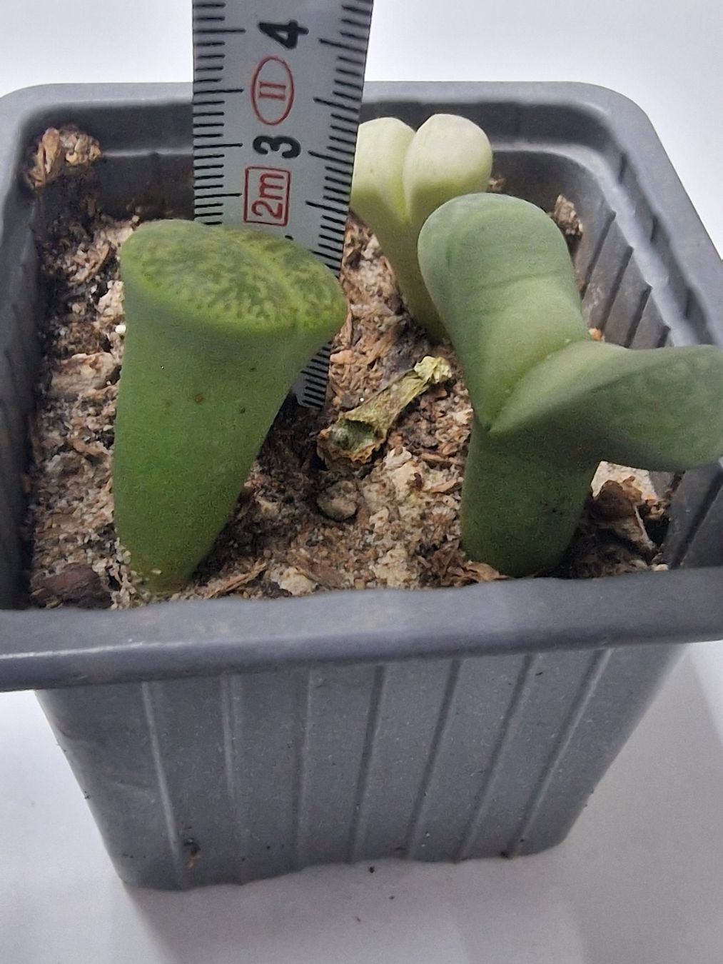 Piante & sementi: Lithops Mix, Lebende Steine, 3 Stück – Usato da Uerkheim venduto da Justi.y 3