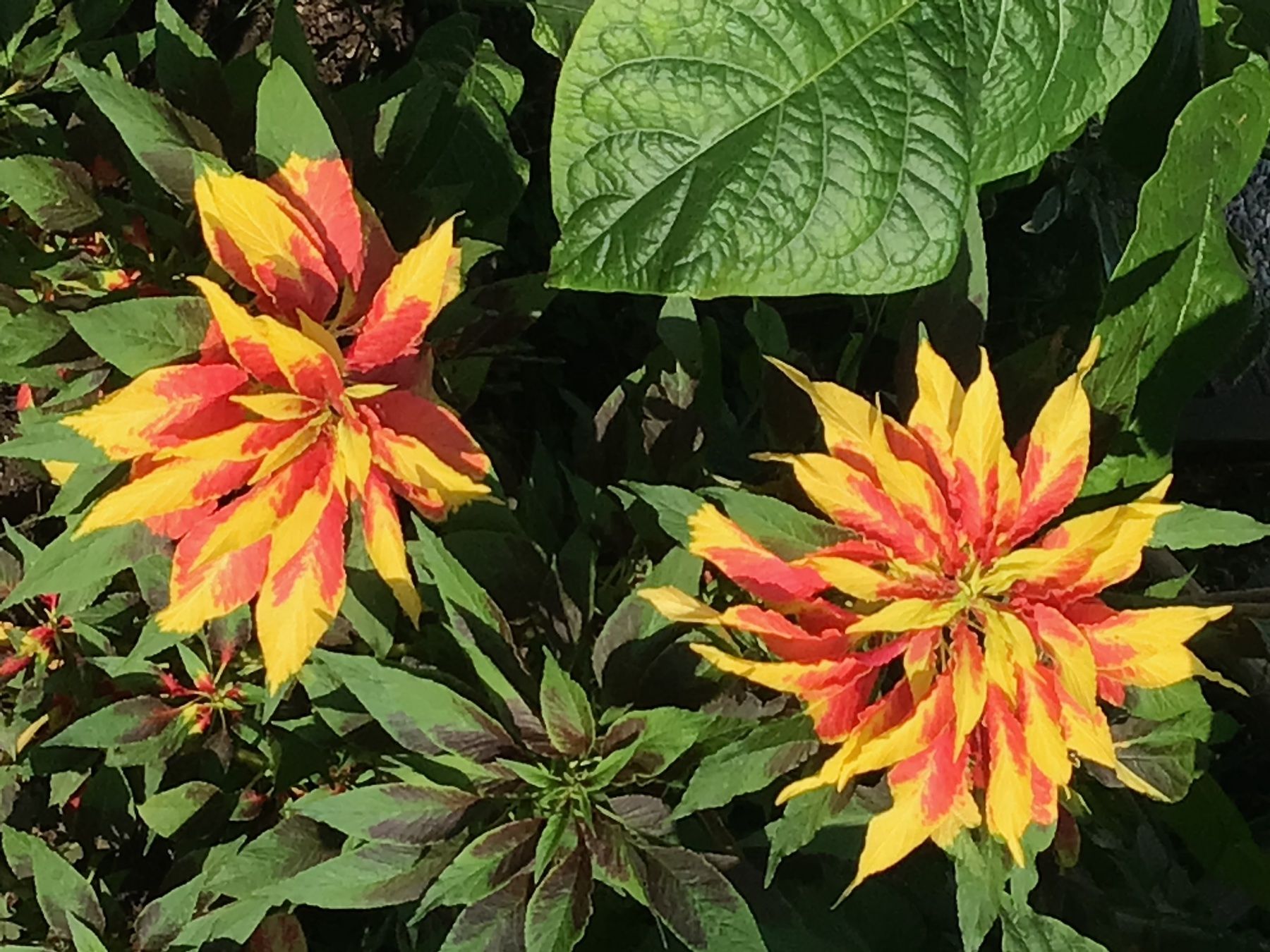 Pflanzen & Samen: Sommerblumen Mix 8 Pflanzen – Gebraucht aus seon von Agnom 4