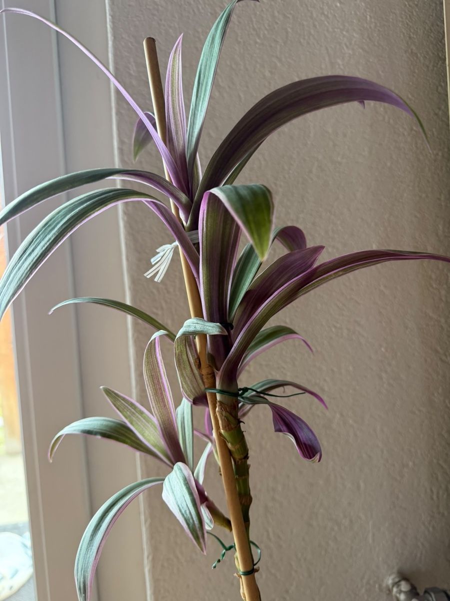 Pflanzen & Samen:  Tradescantia spathacea – Neu (gemäss Beschreibung) aus Delémont von Vendeur_3 1