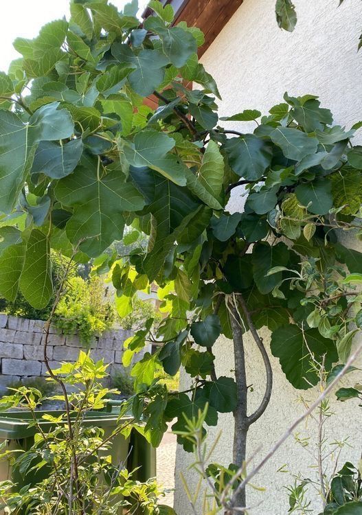 Piante & sementi: Feige Feigenbaum ficus Baum Blumen Pflanzen – Usato da Dottikon venduto da 6571 7