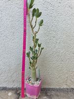 *RAR* Adenium arabicum "Green Pod" x "Green Arabicum"