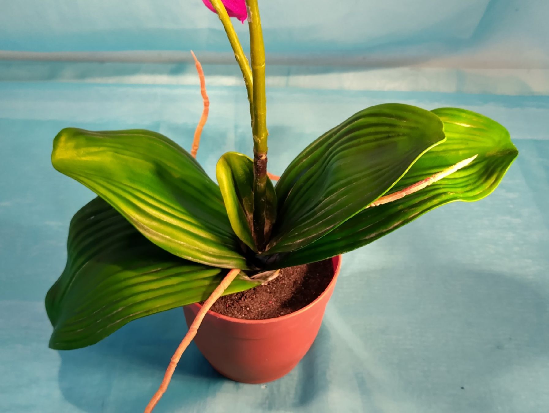 Piante & sementi: Phalaenopsis im Topf, pink, H: 58cm – Usato da Bellach venduto da JingleCherry 3