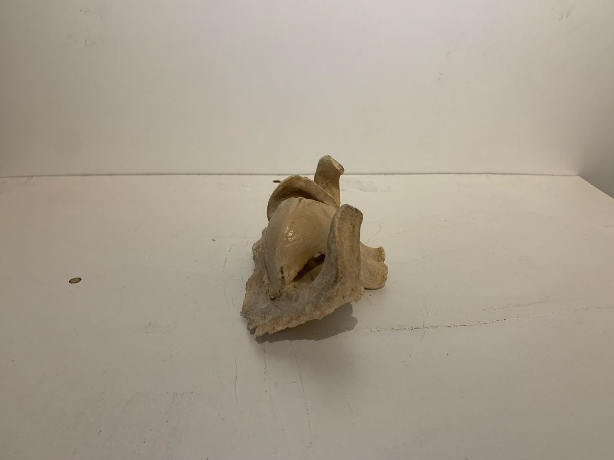 Sculture & Statue: Elch Rückenwirbel – Usato da Reinach BL venduto da noah_mith 1