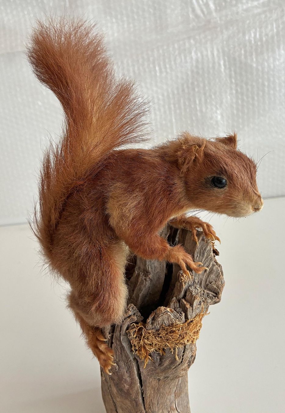 Monde des animaux: Eichhörnchen – D'occasion à Bäretswil par robsonantik 3