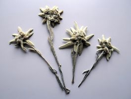 4 Edelweiss Blumen getrocknet für Alpenblumen Sammler