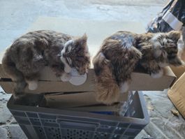 Fell Katzen Set braun liegend 