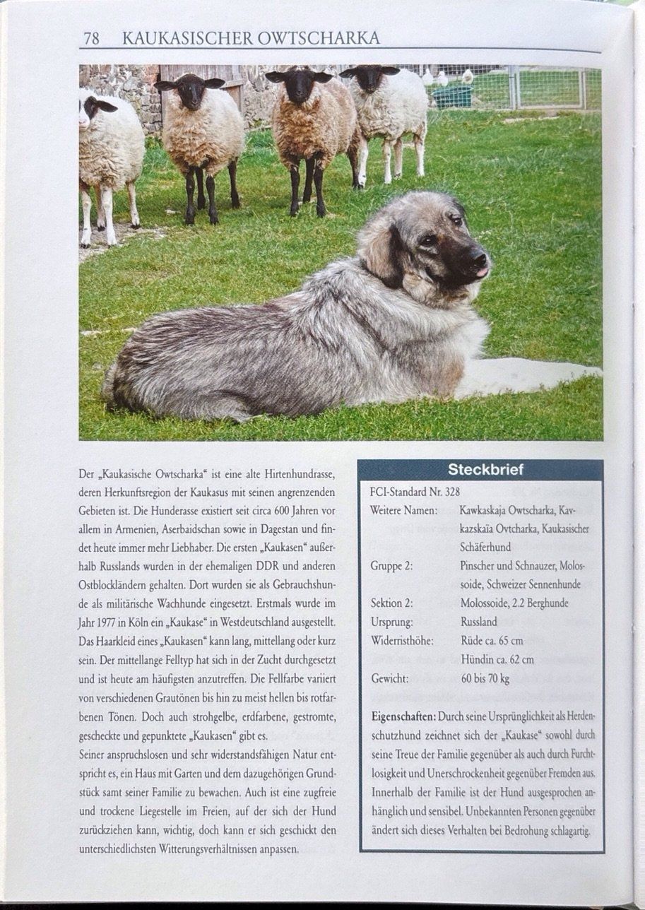 Bücher: Hunde (Garant Verlag) – Neu (gemäss Beschreibung) aus Sarnen von Livres 8