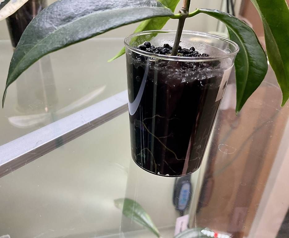 Pflanzen & Samen: Hoya chlorantha – Neu und originalverpackt aus Schönholzerswilen von Leavylounge 2