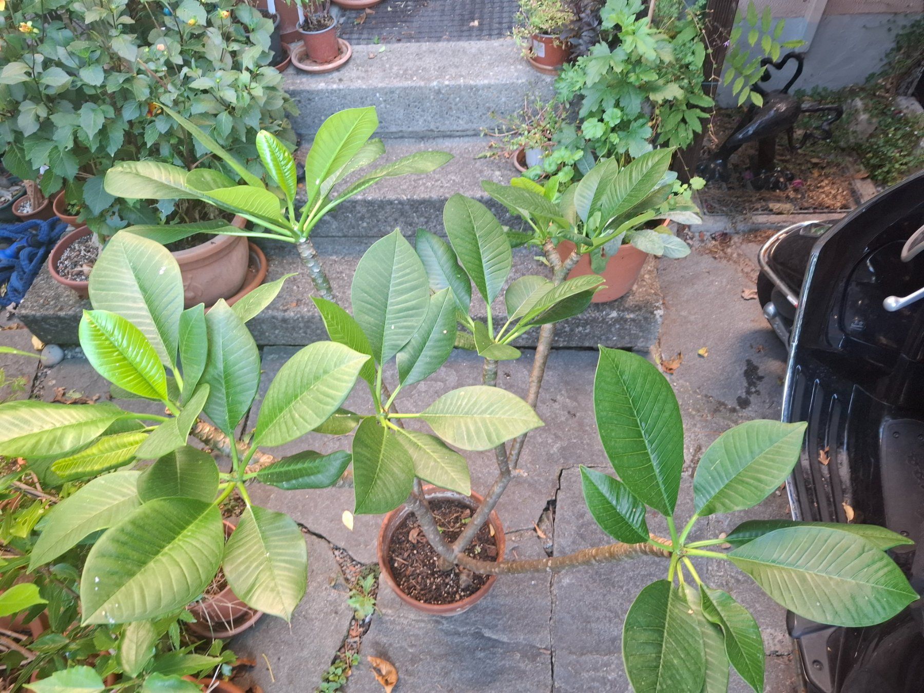 Piante & sementi: Pflanze Plumeria – Usato da Zürich venduto da esap 4