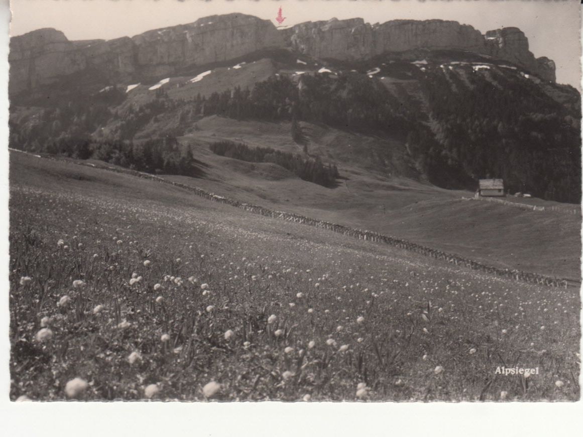 Cartoline postali: Alpsiegel ca. 1950 – Usato da Bürglen TG venduto da StampGraf