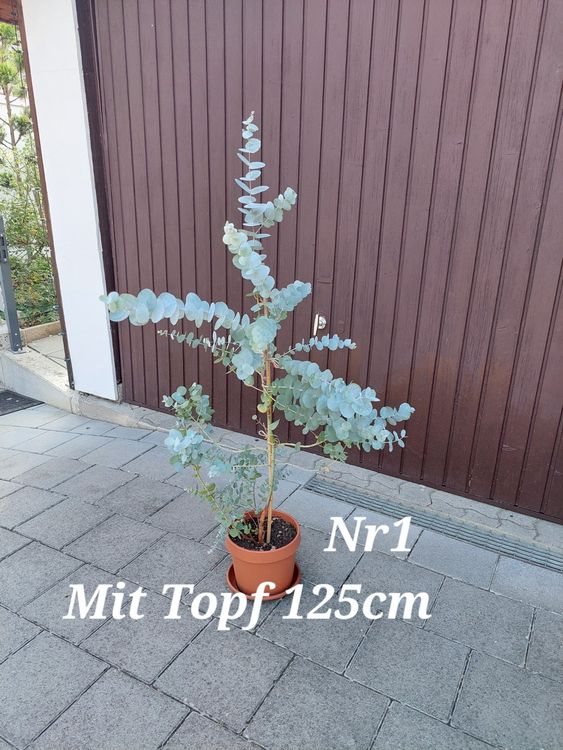 Eukalyptus Pflanze (n1) Kaufen auf Ricardo