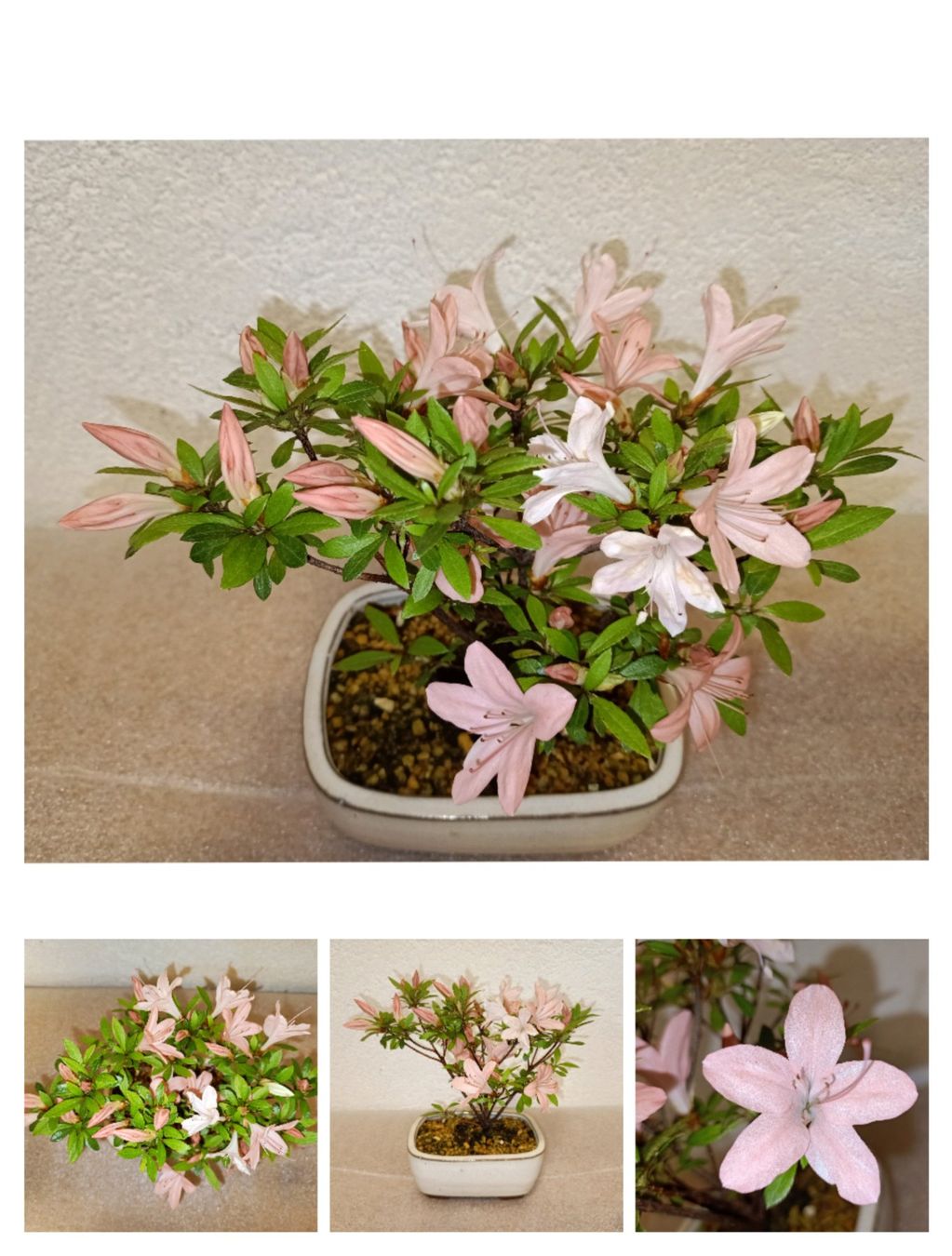 Piante & sementi: Pre - Bonsai Azalee – Nuovo (secondo la descrizione) da schöftland venduto da UniquePlants
