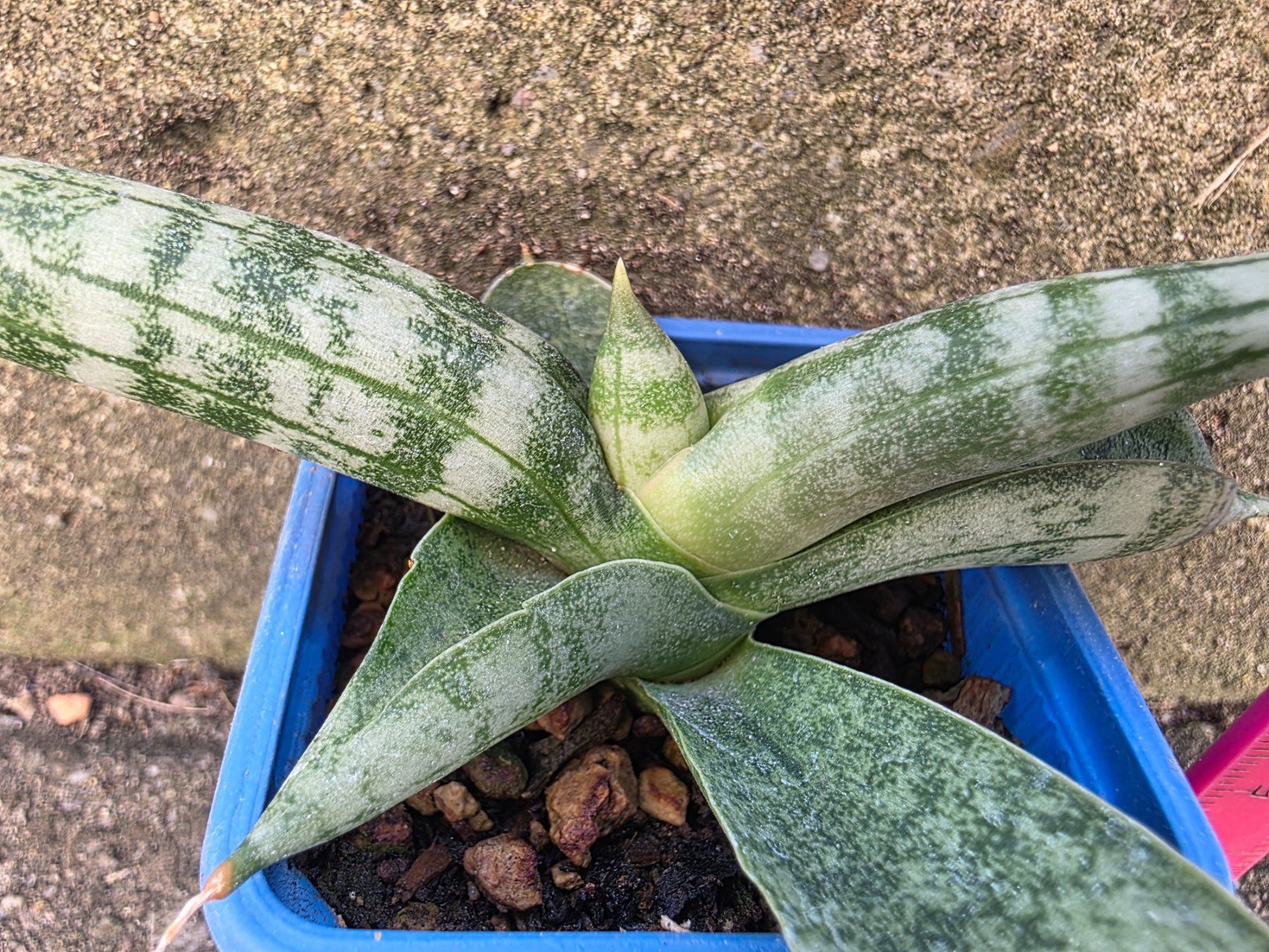 Piante & sementi: Sanseveria cylindrica / Bogenhanf – Nuovo (secondo la descrizione) da Thalheim venduto da silvara01 2