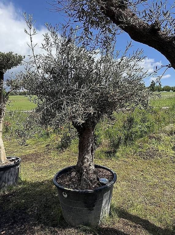 Plantes & graines: AKTIONSPREIS - Olivenbaum "Olea Europea 01" – D'occasion à Zuckenriet par Thur_Plant 2
