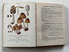 Les Champignon de France par A. Maublanc 1939