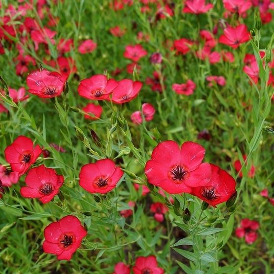 Piante & sementi: 200 Lein Samen LINUM RUBRUM – Nuovo (secondo la descrizione) da Ehrendingen venduto da VerveinaSamen 8