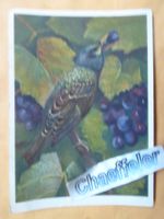 1949  417. Sturuns vulgaris h. Star