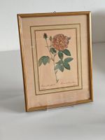 Botanischer Rosendruck - Rosa Gallica - gerahmt - Redouté