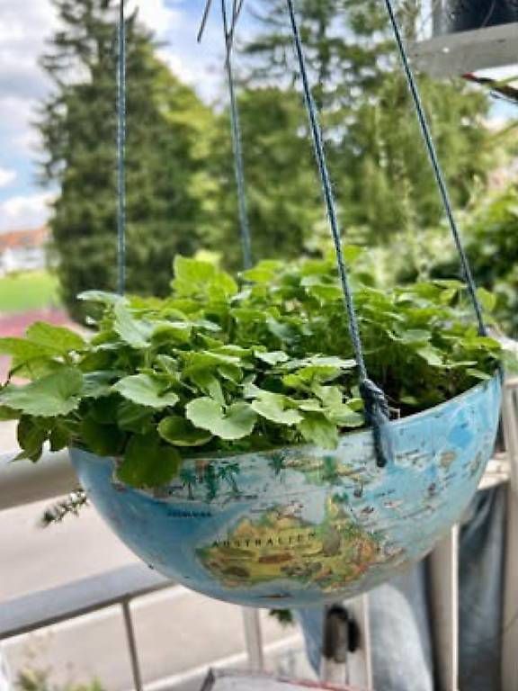 Toutes les décorations: Blumen in der Weltkugel  – D'occasion à Frauenfeld par Irene.Schuppli 1