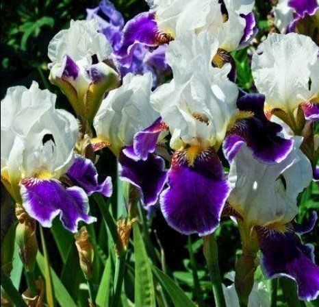 Piante & sementi: Seltener Irisblock "Cremeweiß und blau" Iris bloc bulbe – Nuovo e nell'imballaggio originale da Rovio venduto da POSITIFFARTandPLANTS