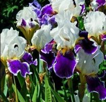 Seltener Irisblock "Cremeweiß und blau" Iris bloc bulbe