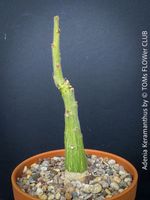 Adenia Keramanthus - seltene skulpturale Caudexpflanze